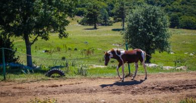 Экскурсия из Евпатории: Вечерний конный тур на Демерджи фото 6162