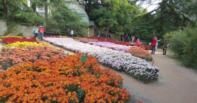 Экскурсии в Бал хризантем в Никитском ботаническом саду из Саки 2024