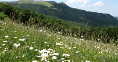 Экскурсия Крымский природный заповедник фото 5841 Экскурсия Крымский природный заповедник фото 5841